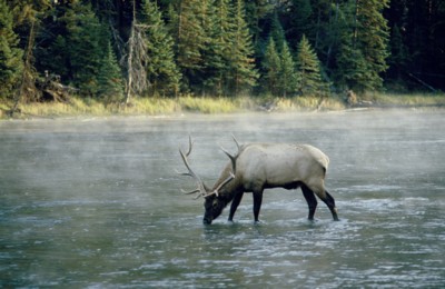 Moose & Elk Poster Z1PH7314336