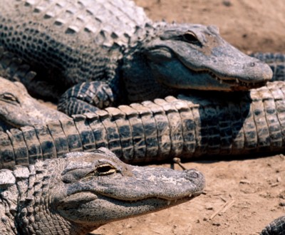 Alligator & Crocodile mug #Z1PH7315188