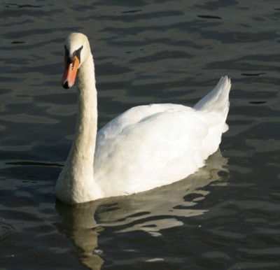 swan calendar