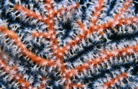 Reef & Coral tote bag #Z1PH7356853