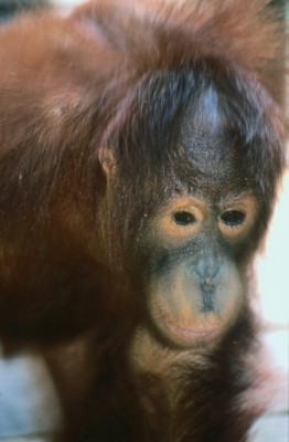 Orangutan Poster Z1PH7368077
