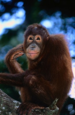 Orangutan Poster Z1PH7368126
