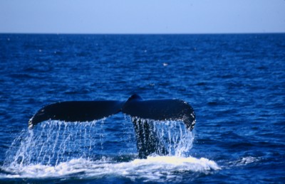 Whale calendar