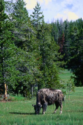 Buffalo & Bison Poster Z1PH7369165