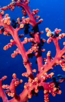 Reef & Coral Poster Z1PH7369466