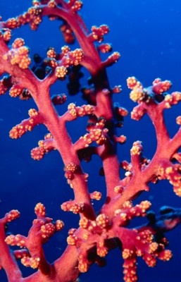 Reef & Coral calendar