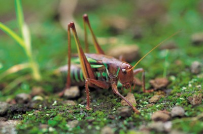 Grasshopper & Cricket Tank Top