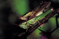 Grasshopper & Cricket Mouse Pad Z1PH7381373