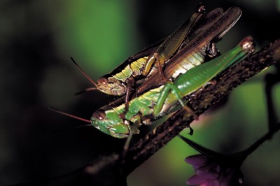 Grasshopper & Cricket hoodie