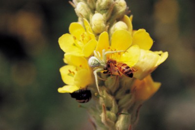 Bee & Wasp calendar