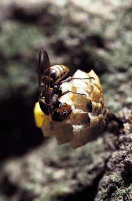 Bee & Wasp Poster Z1PH7382817