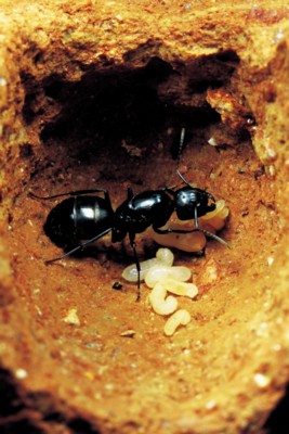 Ant poster