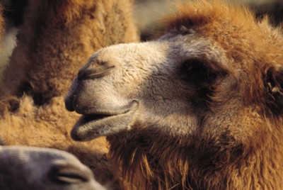Camel & Llama Poster Z1PH7442784