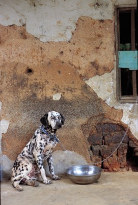 Dog & Puppy Poster Z1PH7443276