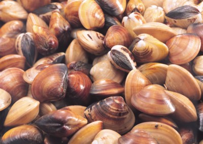 Marine Mollusks calendar