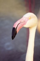 Flamingo Tank Top #251110
