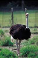 Ostrich hoodie #251128
