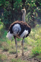 Ostrich hoodie #251131