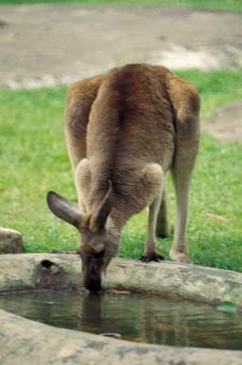 Kangaroo poster