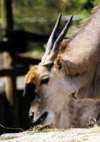 Antelope & Gazelle hoodie #251133