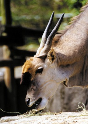 Antelope & Gazelle Longsleeve T-shirt