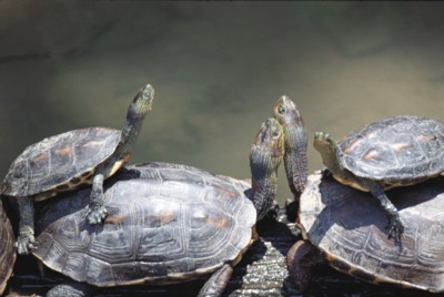 Turtle & Tortoise calendar