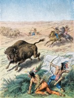 Buffalo & Bison Poster Z1PH7446438