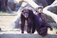 Chimpanzee hoodie #251144