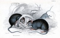 Mouse & Rodent Poster Z1PH7447005
