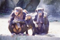 Chimpanzee hoodie #251146