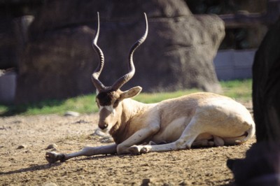 Antelope & Gazelle hoodie