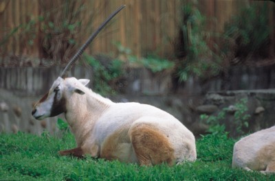 Antelope & Gazelle calendar