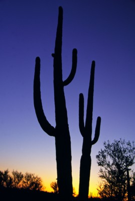Saguaro National Park poster