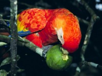 Macaw Poster Z1PH7450756