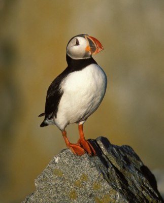 Puffins posters