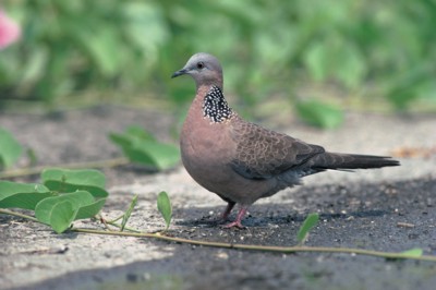 Doves & Pigeons calendar