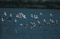 Avocets Mouse Pad Z1PH7457824