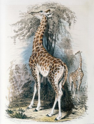 Giraffe Poster Z1PH7467396