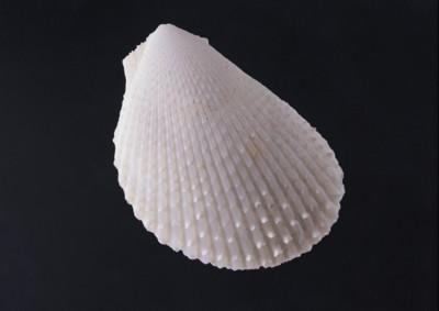 Seashell tote bag #Z1PH7481554