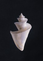 Seashell mug #Z1PH7481909