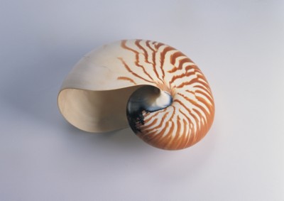Seashell mug #Z1PH7483482