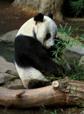 Panda poster