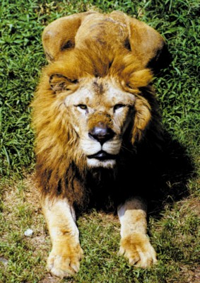 Lion Poster Z1PH7491762