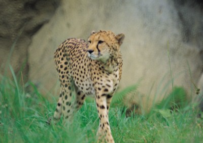 Leopard & Jaguar Poster Z1PH7491820