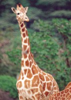 Giraffe Longsleeve T-shirt #252704