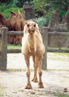 Camel & Llama hoodie #252943