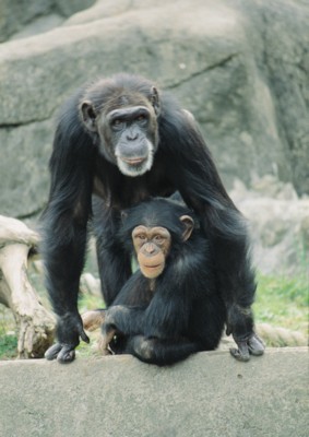Chimpanzee tote bag #Z1PH7493973
