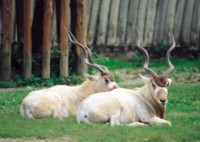 Antelope & Gazelle t-shirt #Z1PH7494484