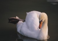 Swan tote bag #Z1PH7495327