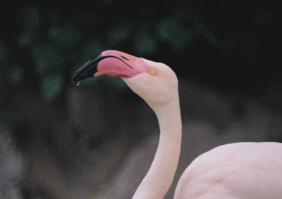 Flamingo Poster Z1PH7495444